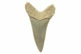 Fossil Shortfin Mako Tooth - Lee Creek (Aurora), NC #294744-1